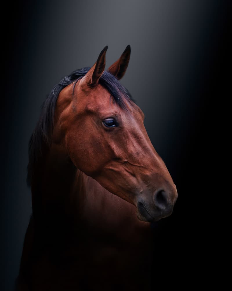 Noble Bay Horse Portrait by Gert J ter Horst — canvas wall art