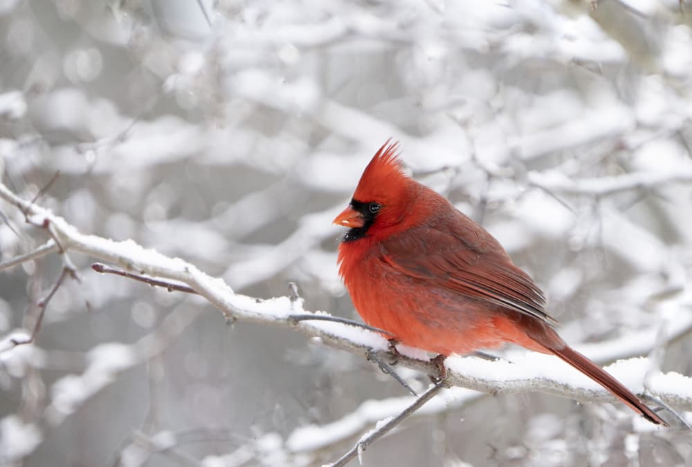 Red Cardinal In Snow by Emma Zhao — canvas wall art