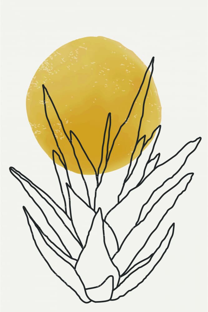 Minimalist Agave Sun by jay stanley — canvas wall art