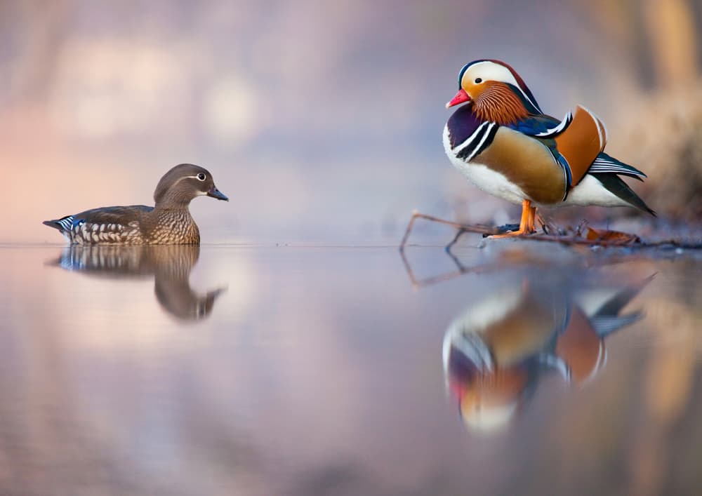 Mandarin Ducks Reflection by Robert Adamec — canvas wall art