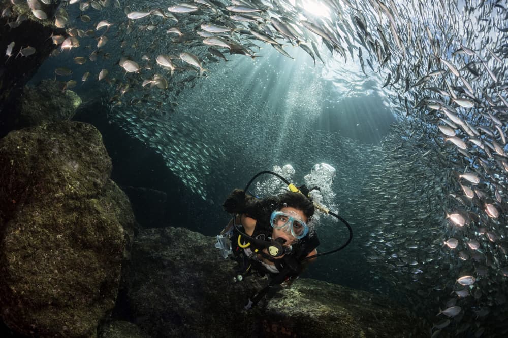 Diver Among Swirling Fish by Andrea Izzotti — canvas wall art