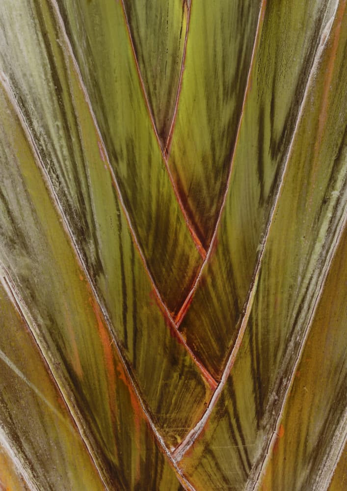 Verdant Vortex by Shot by Clint — canvas wall art