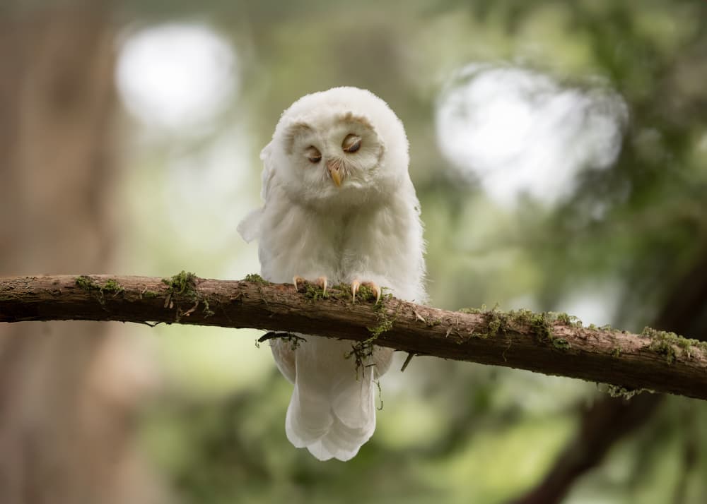 Peaceful White Owl by Tony Xu — canvas wall art