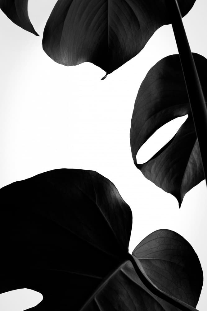 Black and White Monstera by Pictufy Studio III — canvas wall art