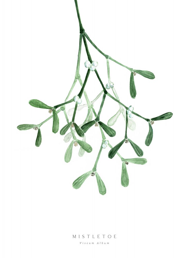 Christmas Mistletoe Watercolor by Rosana Laiz Blursbyai — canvas wall art