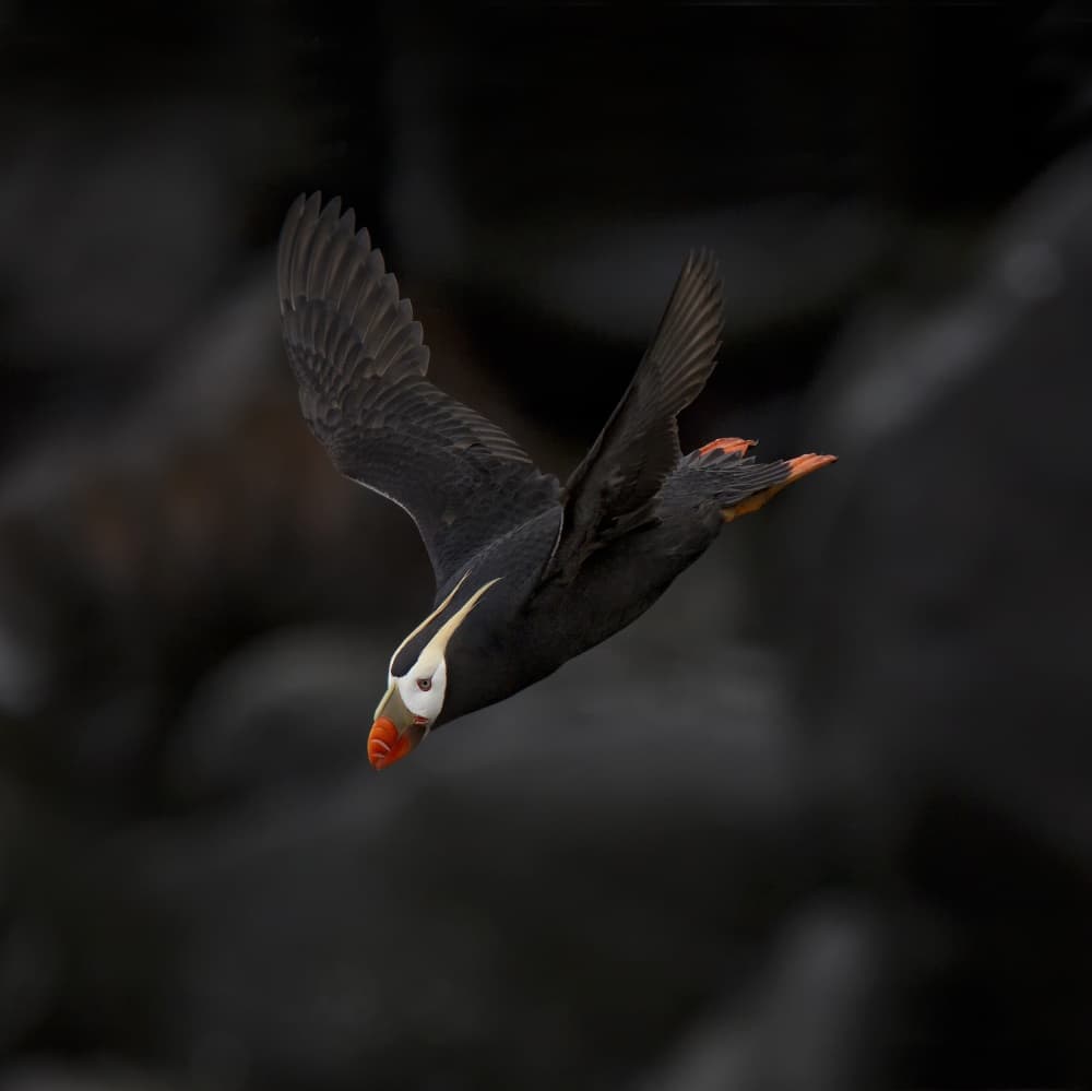 Tufted Puffin in Flight by Peter Stahl — canvas wall art