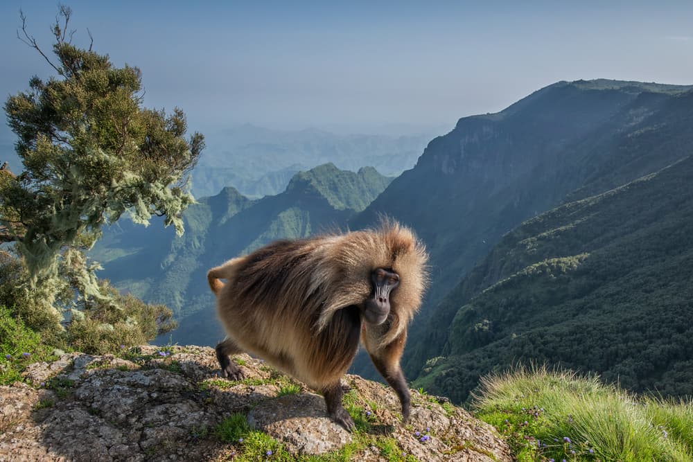 Majestic Gelada Mountain View by Luigi Ruoppolo — canvas wall art