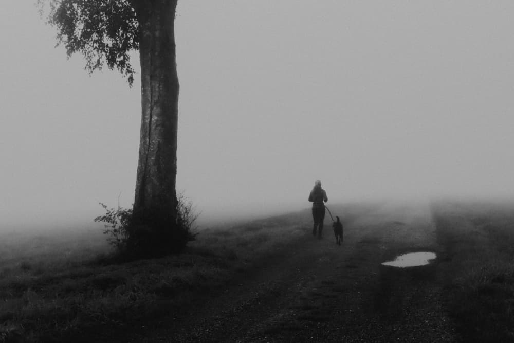 Misty Morning Walk by Renate Wasinger — canvas wall art