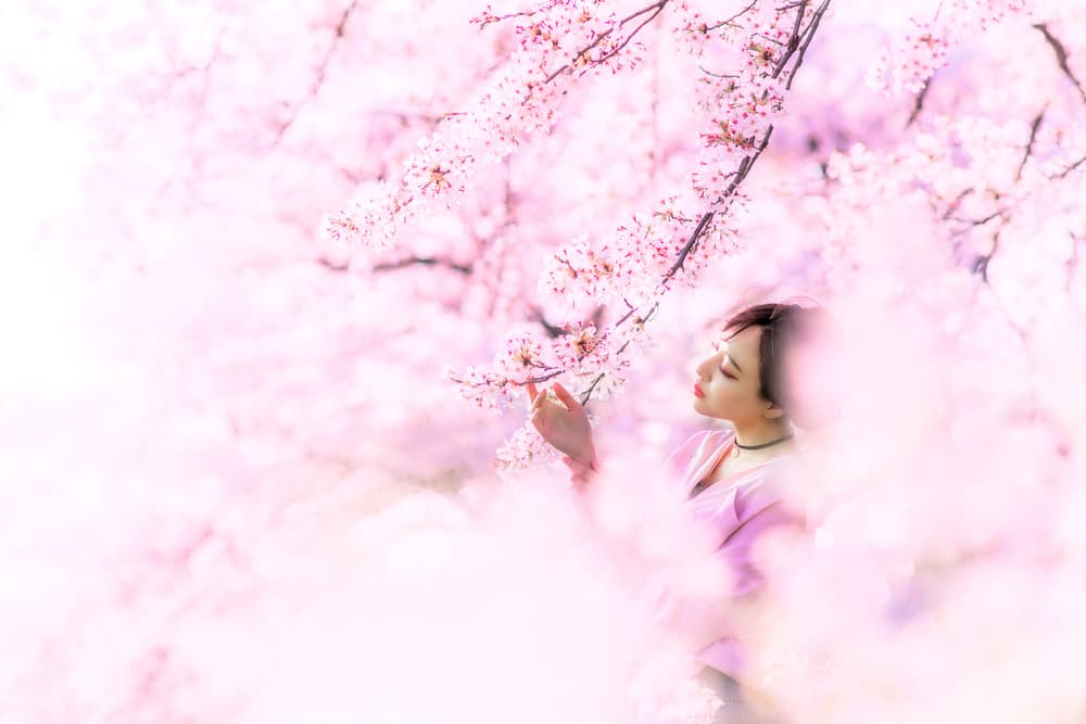 Pink Sakura Serenity by Masatoshi Washimi — canvas wall art