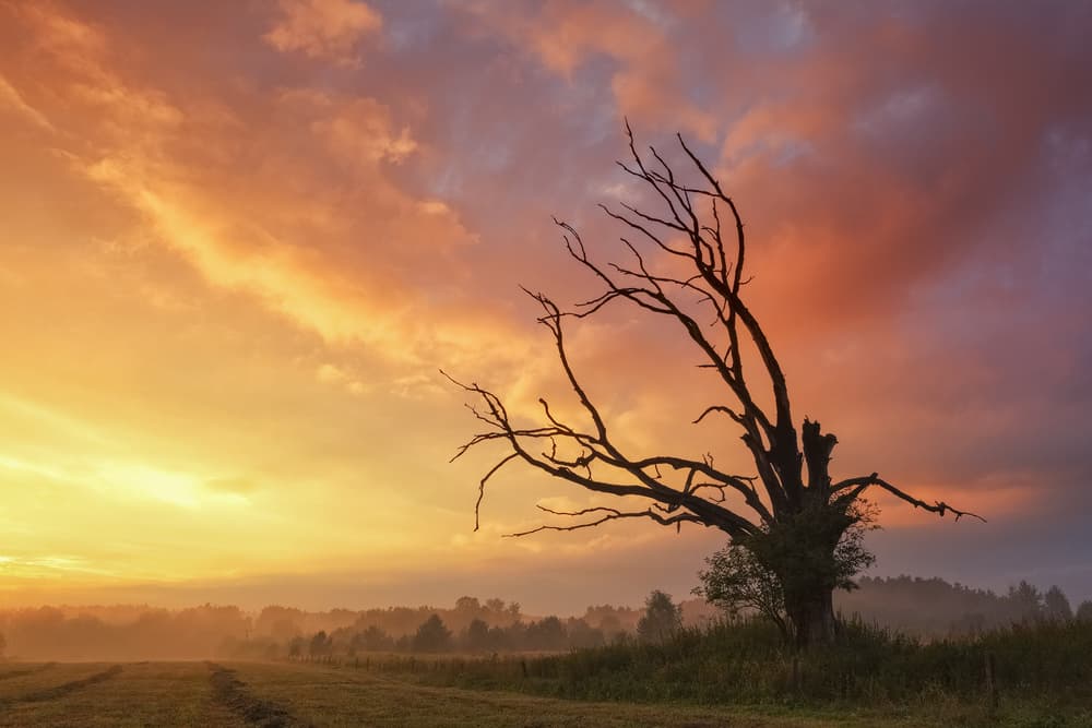 Dramatic Sunset Tree by Tomasz Rojek — canvas wall art