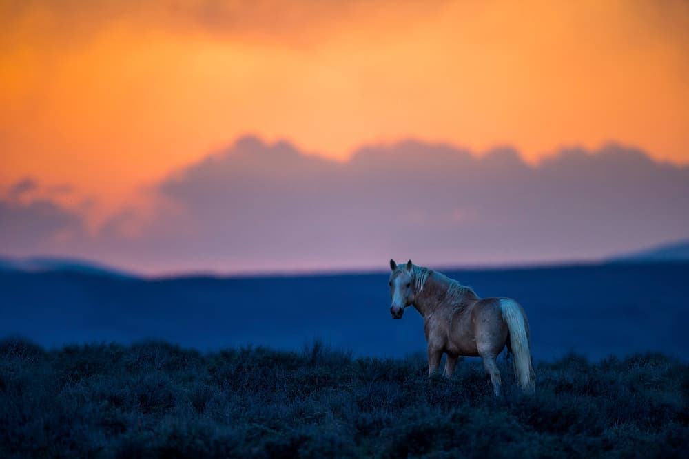 Majestic Sunset Horse by verdon — canvas wall art