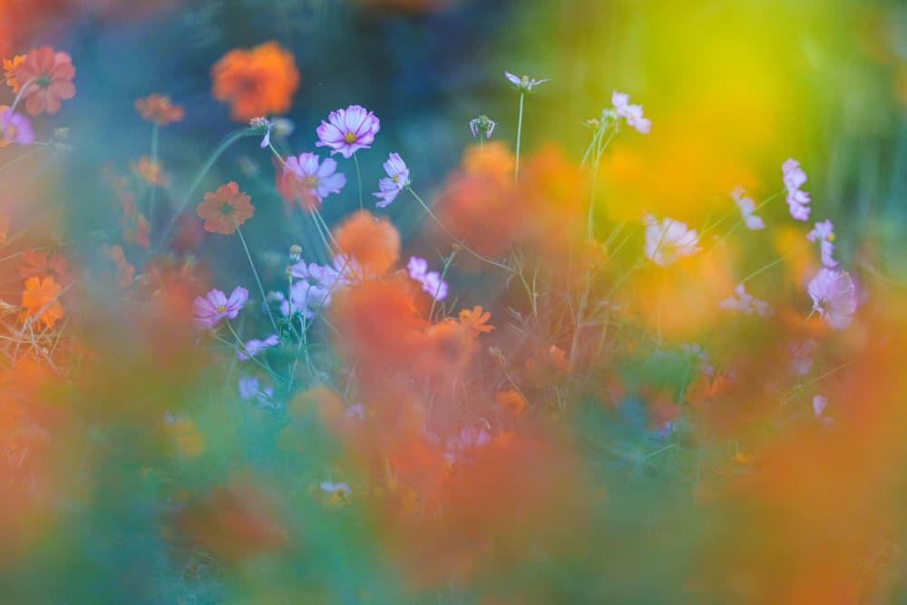 Dreamy Cosmos Meadow by JUNKO TORIKAI — canvas wall art