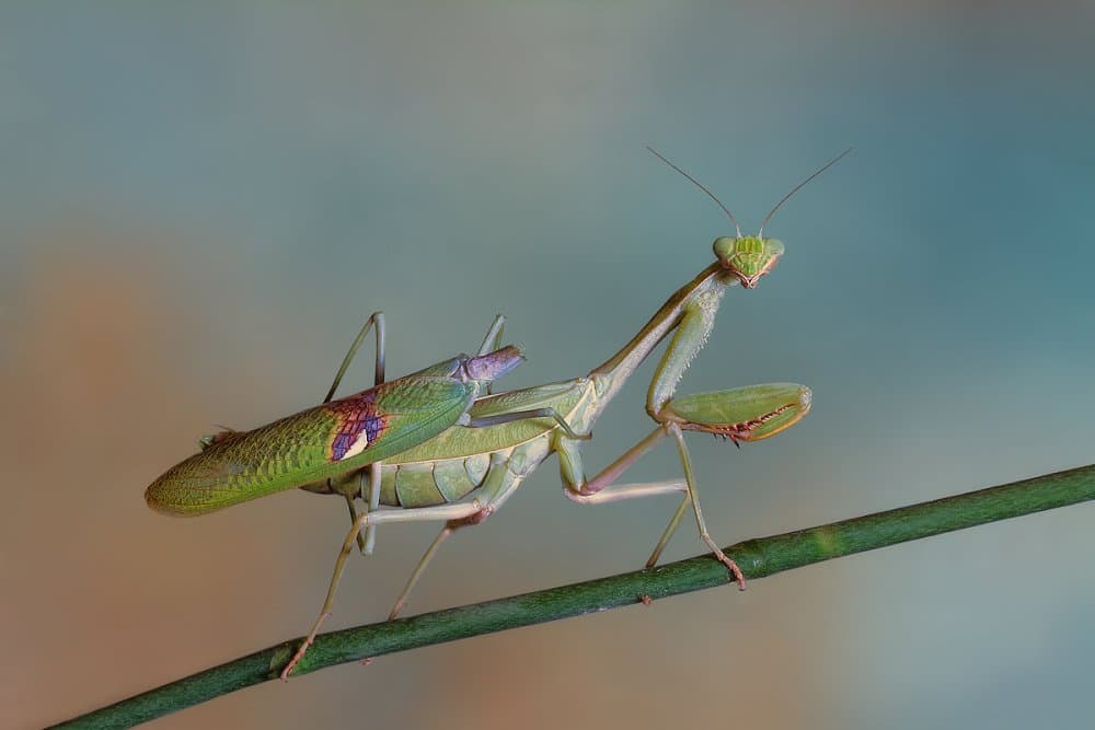 Green Praying Mantis by Jimmy Hoffman — canvas wall art