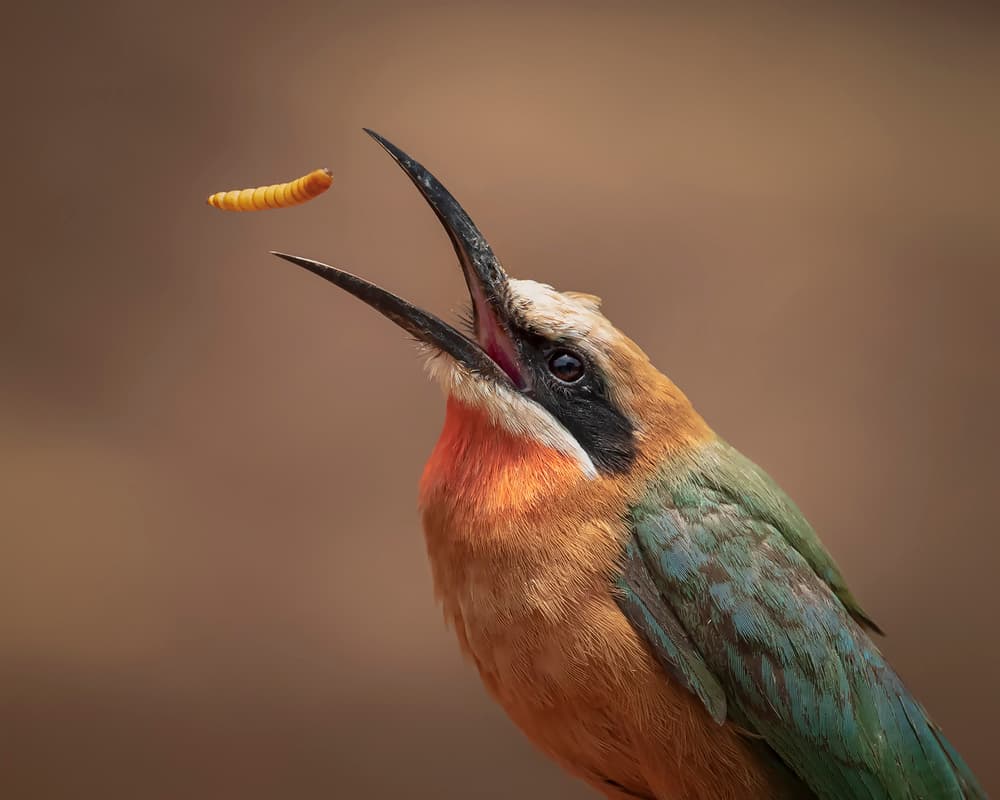Perfect Catch Bee Eater by Annie Poreider — canvas wall art