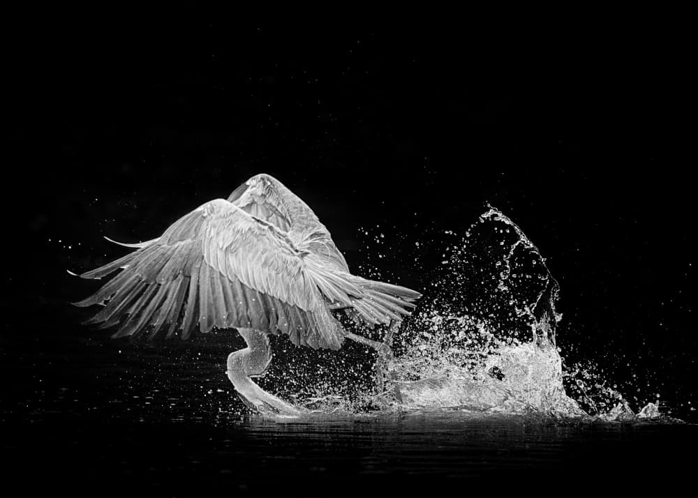 Dynamic Flamingo Splash by Alex Li — canvas wall art