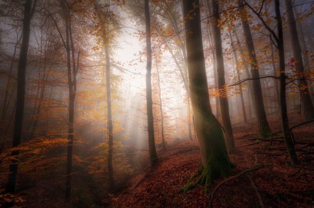 Sunlit Misty Forest by Patrick Aurednik — canvas wall art