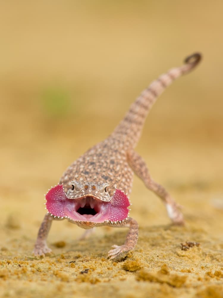 Pink Frill Lizard by Milan Zygmunt — canvas wall art