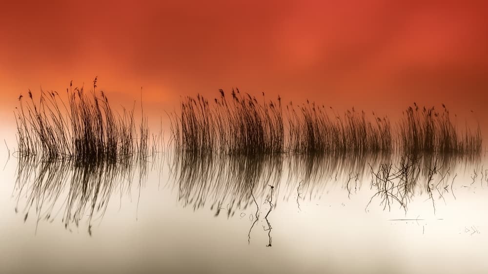 Misty Reeds Reflection by Rui David — canvas wall art