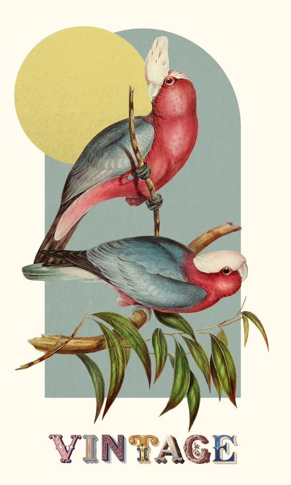 Vintage Galah Illustration by Marja van den Hurk — canvas wall art