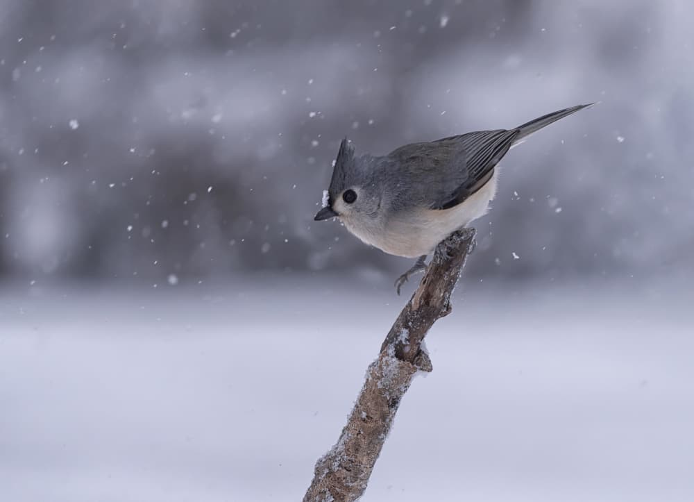 Tufted Titmouse In Snow by Ling  Lu — canvas wall art