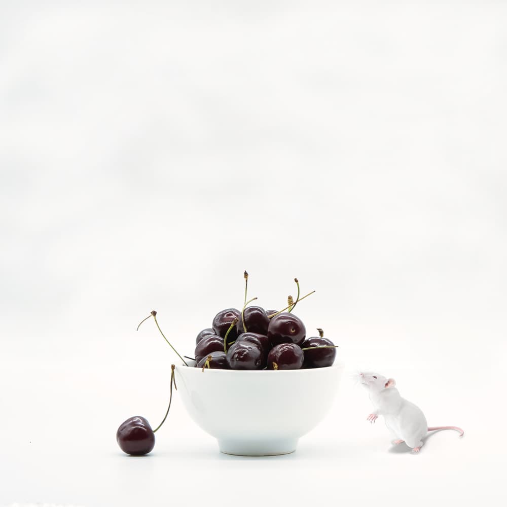 Cherry passion . by Saskia Dingemans — canvas wall art