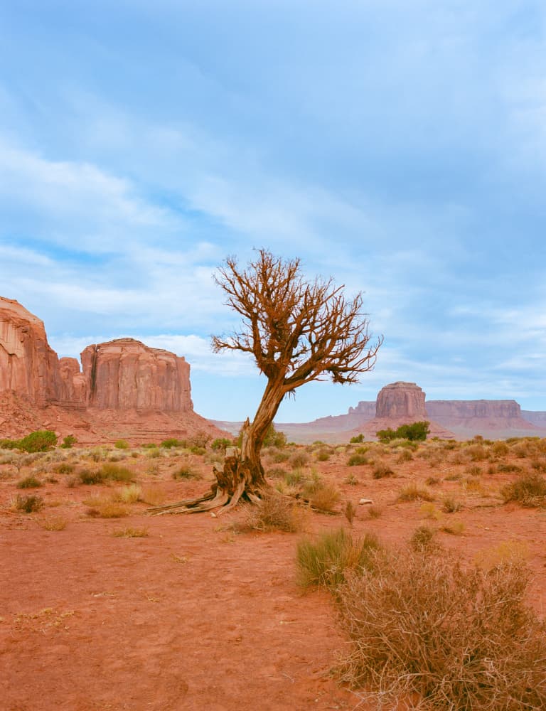 Monument Valley Lone Tree by Bethany Young — canvas wall art