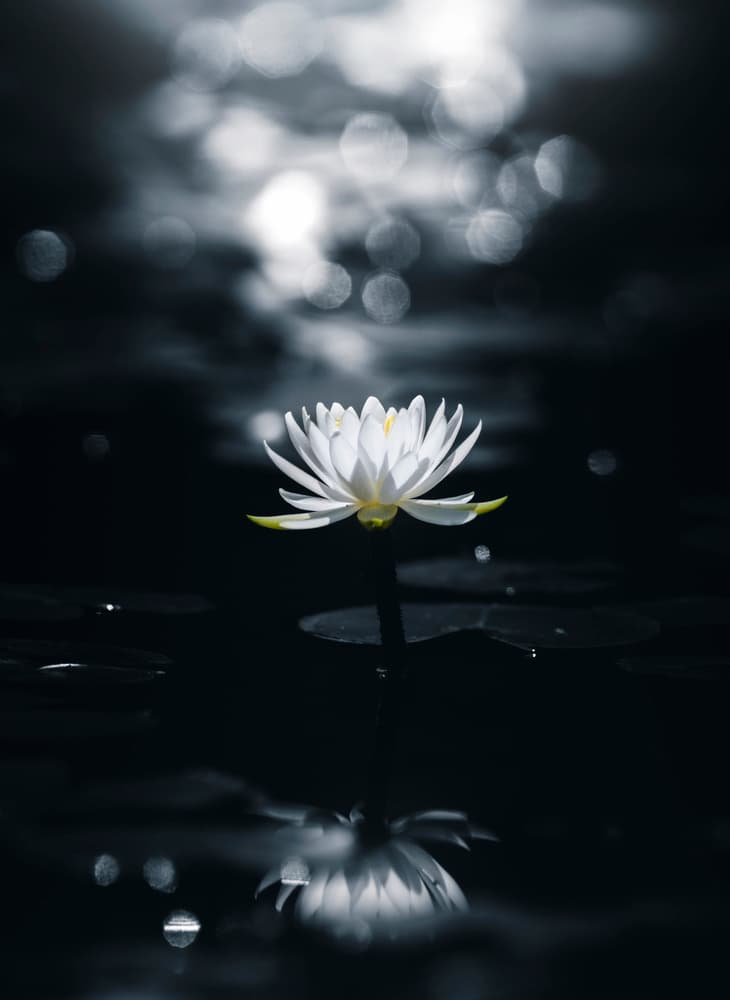 White Lotus Reflection by Takashi Suzuki — canvas wall art