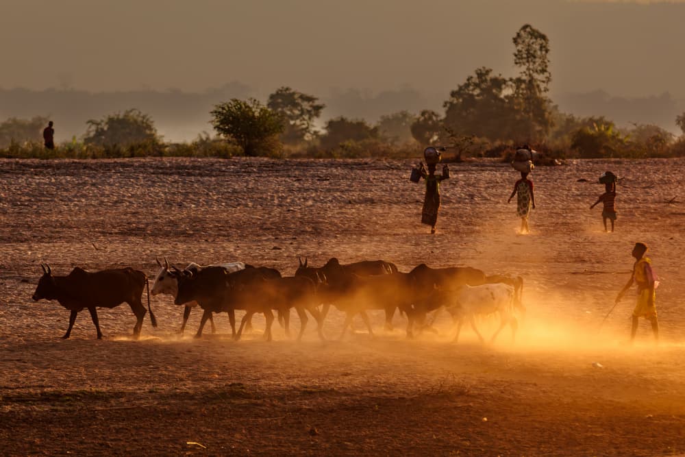 Golden Hour Dusty Herd by Franco Farinati — canvas wall art