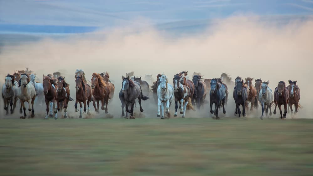 Wild Horses Galloping by Fion Wong — canvas wall art