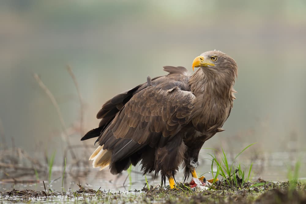 Majestic Wild Eagle by Milan Zygmunt — canvas wall art