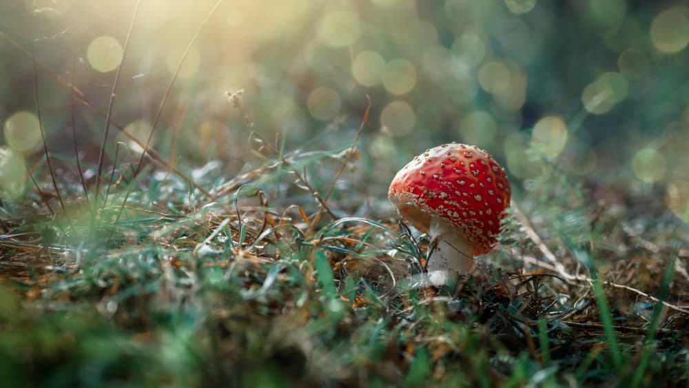 Dreamy Red Mushroom by Andrii Kazun — canvas wall art