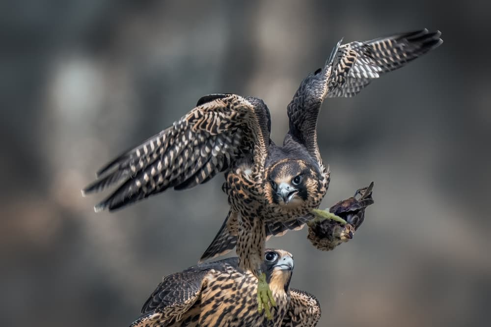 Falcon Feeding Prey by Rob Li — canvas wall art