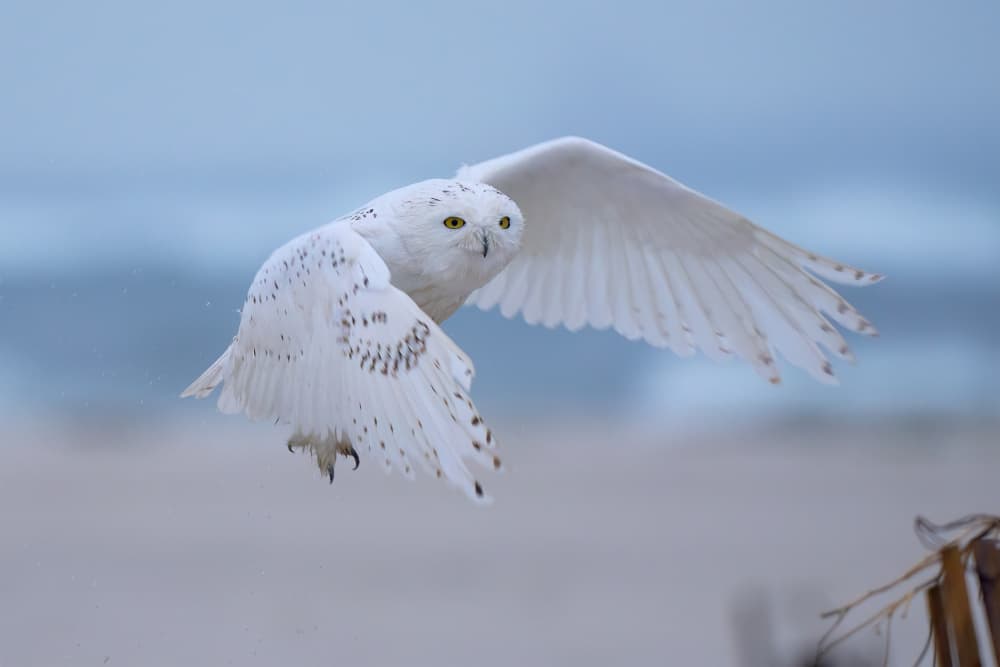 Snowy Owl In Flight by Johnny Chen — canvas wall art