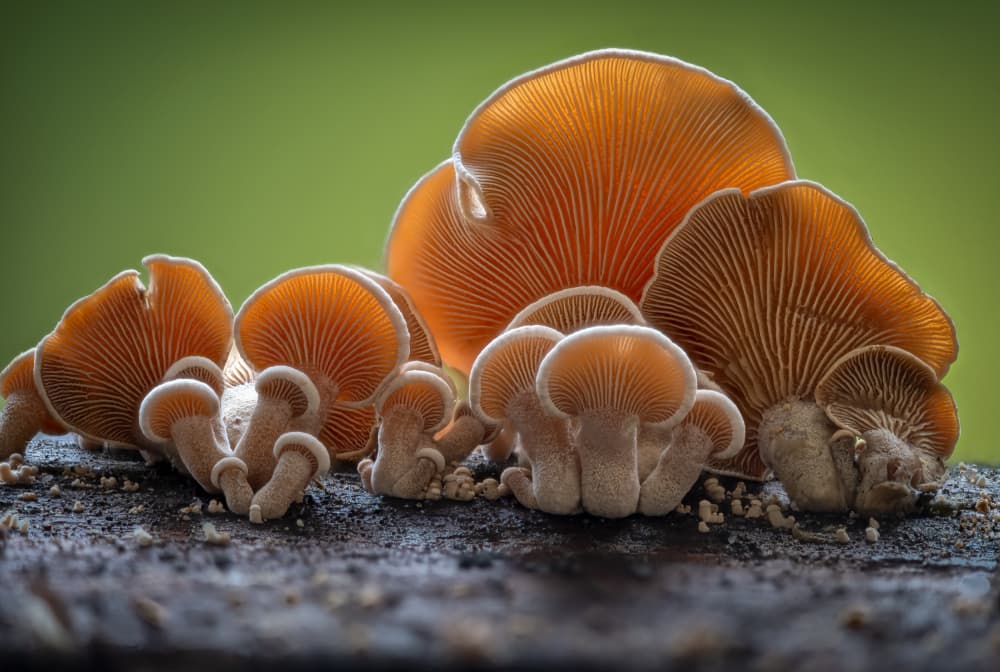 Glowing Forest Mushrooms by Piet Haaksma — canvas wall art