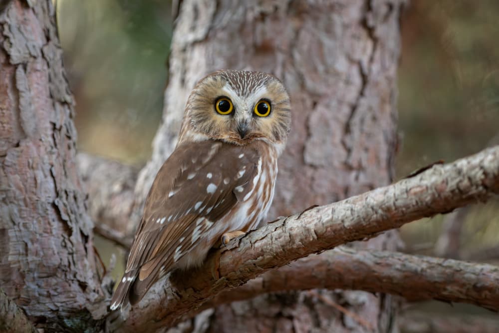 Watchful Forest Owl by Max Wang — canvas wall art