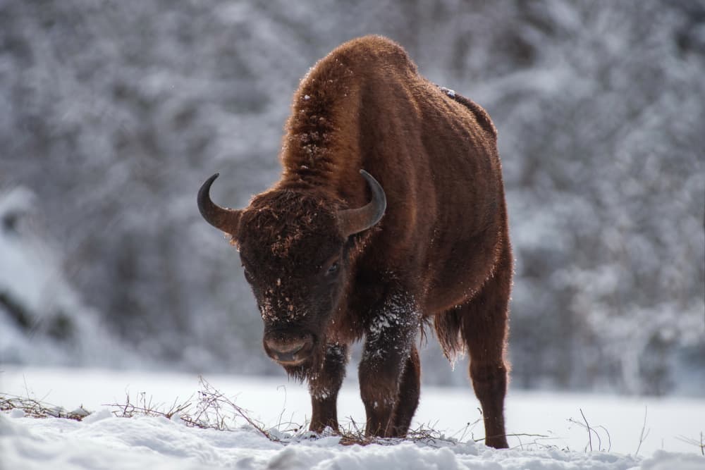 Majestic Winter Bison by Arsen Alaberdov — canvas wall art