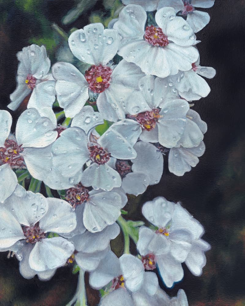 White Flowers Dewdrops by Viccy Wanliss — canvas wall art