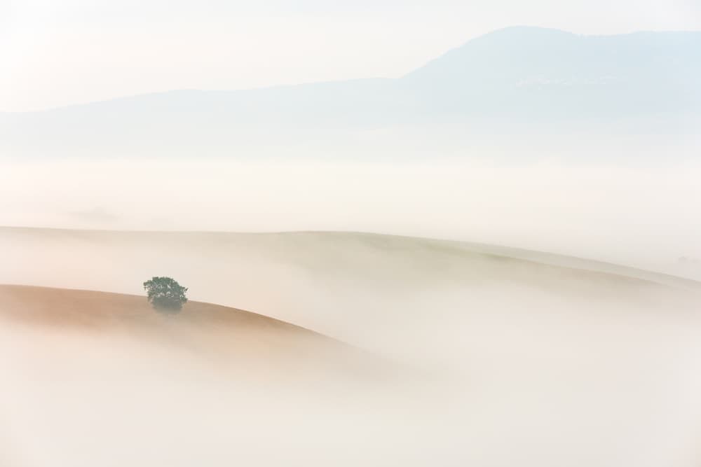 Misty Morning Tree by Grzegorz Lewandowski — canvas wall art