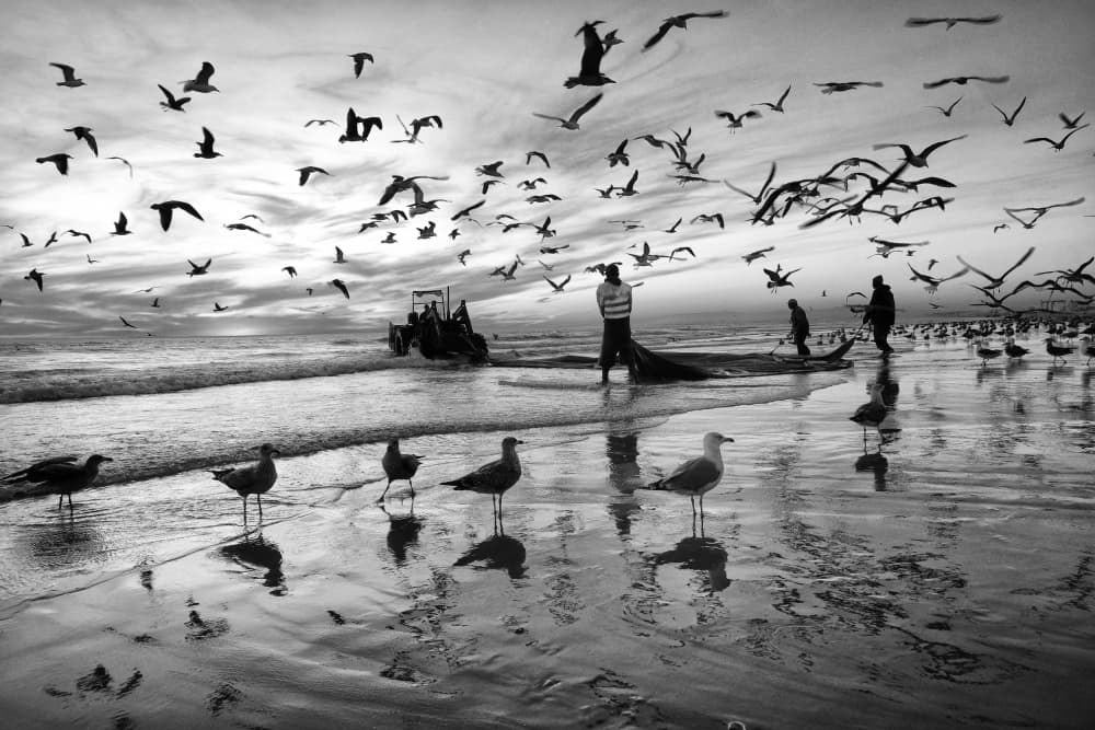 Coastal Fishermen and Seagulls by Josefina Melo — canvas wall art