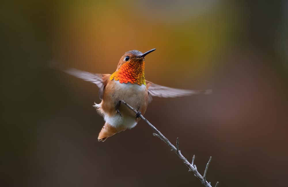 Vibrant Hummingbird Perch by Johnson Huang — canvas wall art