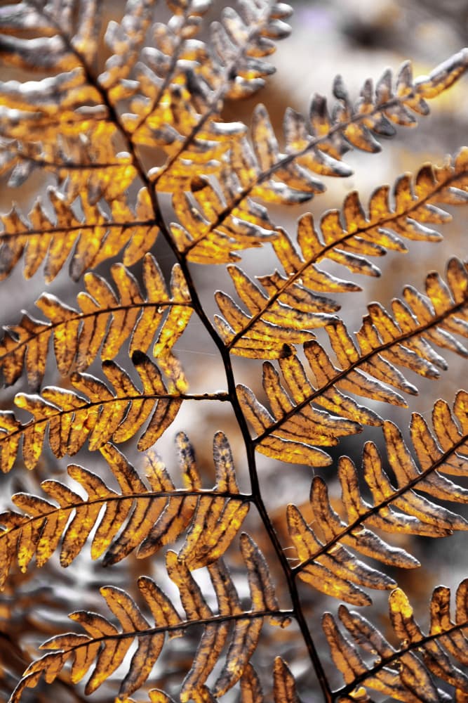 Golden Autumn Fern by Christina Sillen — canvas wall art
