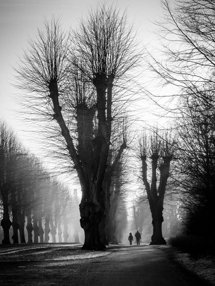 Misty Winter Path by Stefan Nielsen — canvas wall art