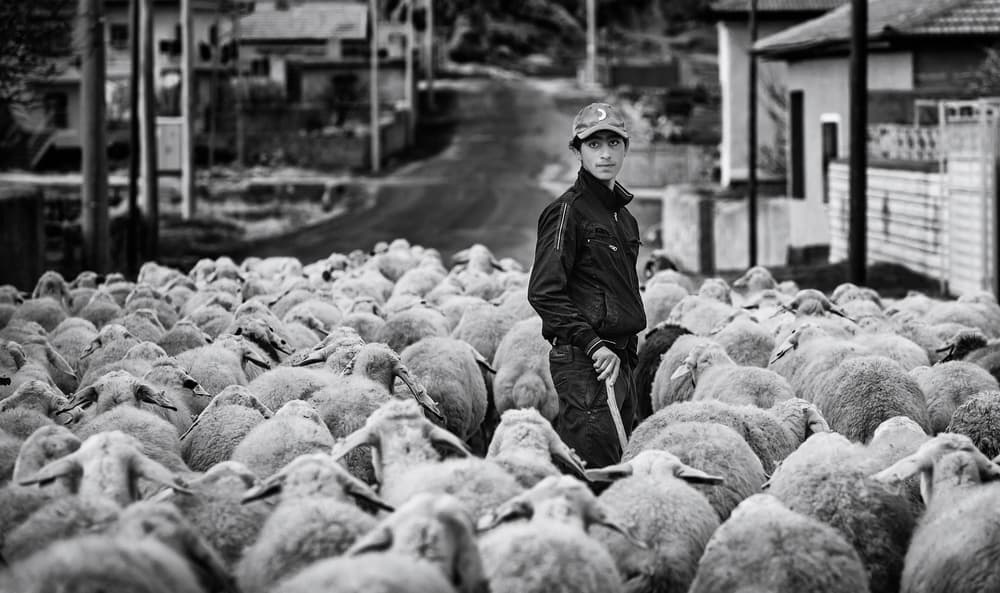 Young Shepherd and Flock by Yavuz Pancareken — canvas wall art