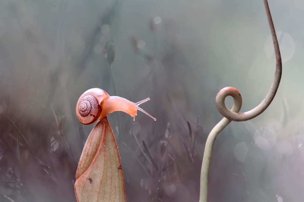 Snail's Curious Reach by Abdul Gapur Dayak — canvas wall art