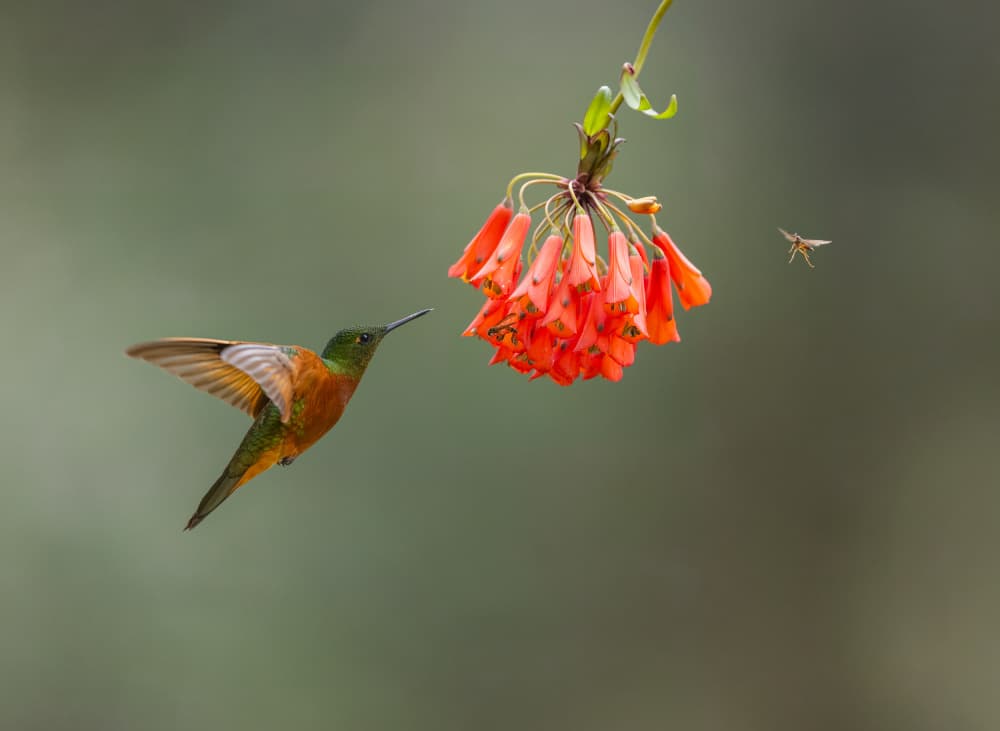 Hummingbird Nectar Bloom by Eugene Zhu — canvas wall art