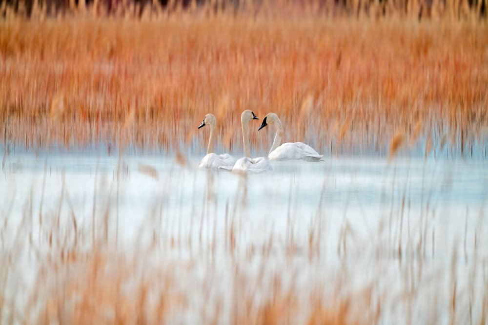 Serene Swans in Reeds by Leanne Lei — canvas wall art