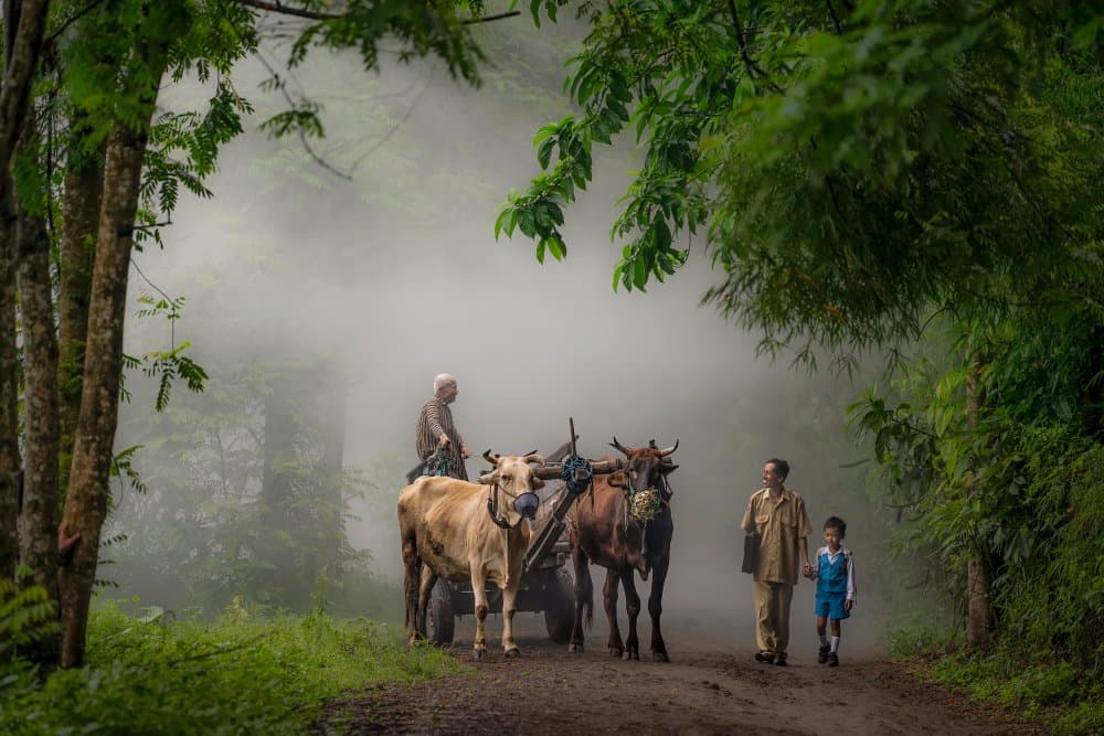 Farmers Oxen Misty Morning by octavandy — canvas wall art