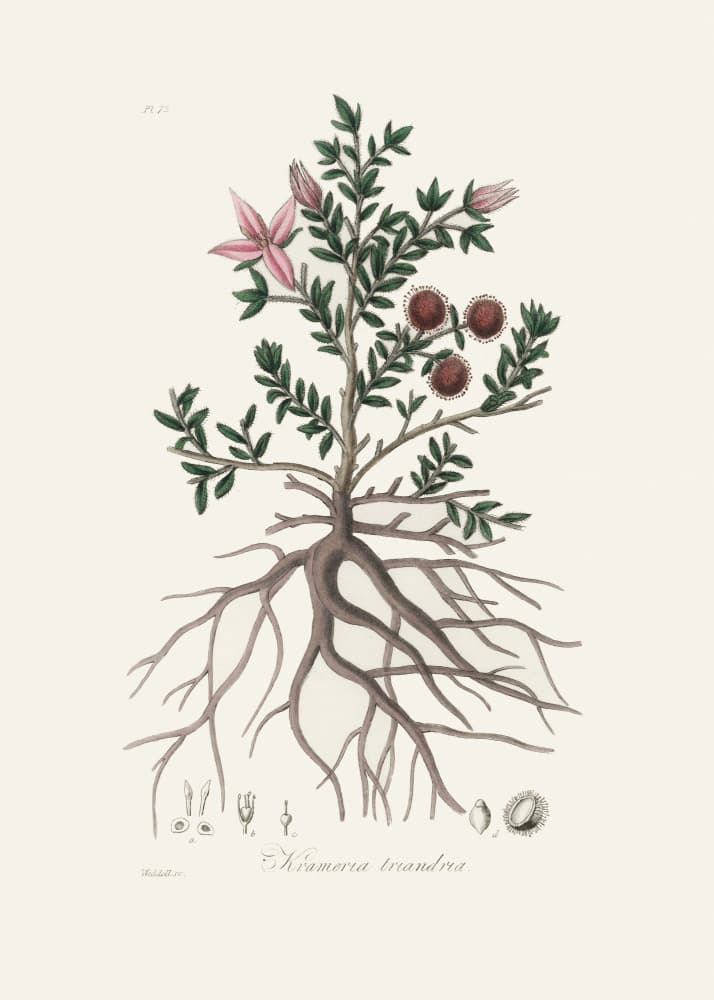 Rhatany (krameria Triandrea) Medical Botany by John Stephenson and James Morss Churchill — canvas wall art