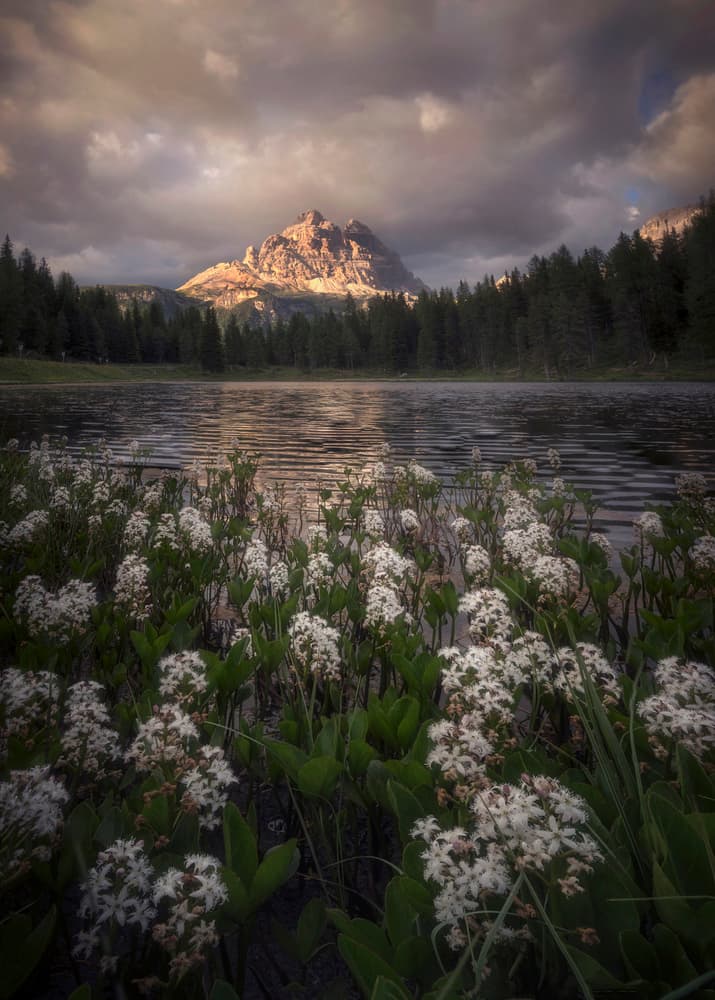 Sunlit Mountain Lake Flowers by Ricardo Gayan — canvas wall art