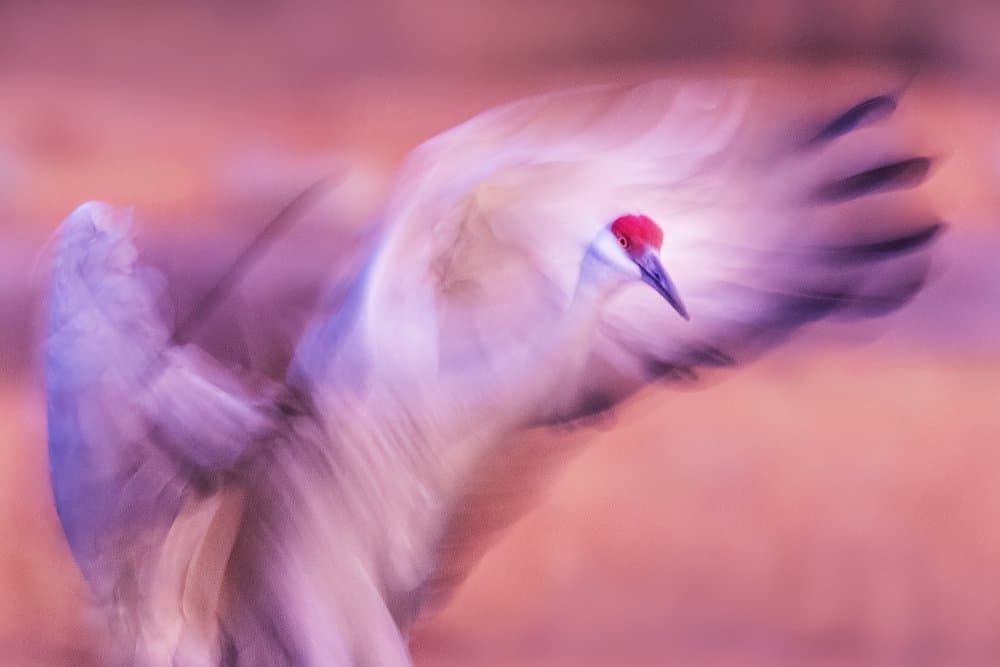 Ethereal Crane Motion by James Cai — canvas wall art